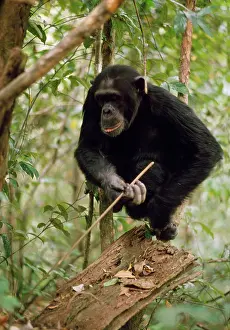 Prof: Chimpanzee - Prof fishing for Safari Ants with stick