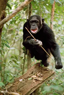 Prof: Chimpanzee - Prof fishing for Safari Ants with stick
