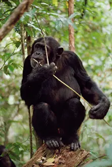 Prof: Chimpanzee - Prof fishing for Safari Ants with stick