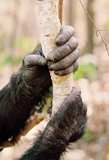 Prof: Chimpanzee - Prof's hands