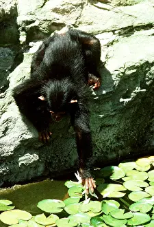 Arms: CHIMPANZEE - reaching into pond for waterlily