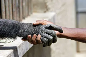 Anthropomorphic: Chimpanzee - shaking hands with human