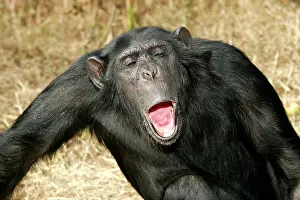 Nervous: Chimpanzee - showing aggression