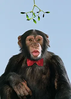 Ties: Chimpanzee - showing lips kissing under mistletoe