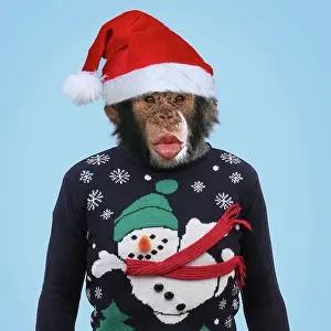 Anthropomorphic: Chimpanzee - showing lips kissing - wearing Christmas