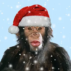 Lips: Chimpanzee - showing lips kissing wearing Christmas hat