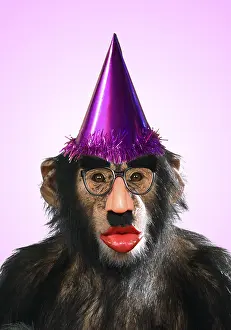 151119: Chimpanzee - showing lips kissing wearing false