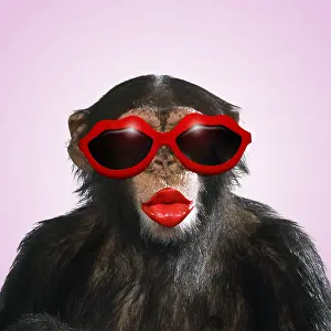 Lips: Chimpanzee - showing lips kissing wearing lip