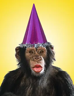 Lips: Chimpanzee - showing lips kissing wearing party hat