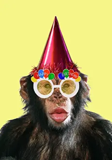 Celebrations: Chimpanzee - showing lips and wearing a party hat and happy