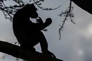 Silhouettes: Chimpanzee silhouette in tree