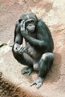 Anthropomorphic: CHIMPANZEE - sitting