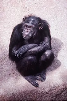 Chimp: CHIMPANZEE - sitting