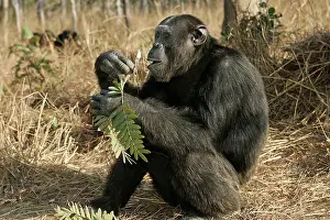 Anthropomorphic: Chimpanzee - sitting & eating