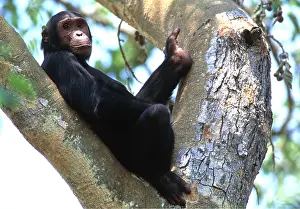 Contentment: CHIMPANZEE - sitting in tree fork