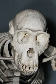 Hominid: Chimpanzee Skull