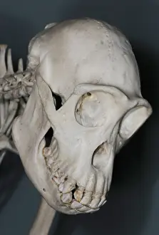 Hominid: Chimpanzee Skull