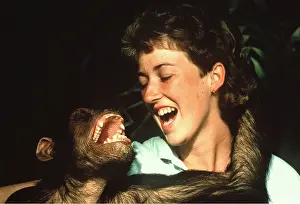 Laughing: CHIMPANZEE - smiling with woman researcher at