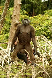 Anthropomorphic: CHIMPANZEE - standing up on branches