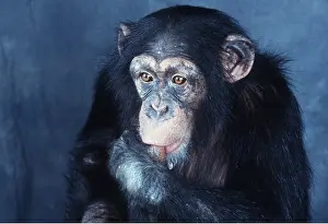 Contentment: CHIMPANZEE - sucking thumb