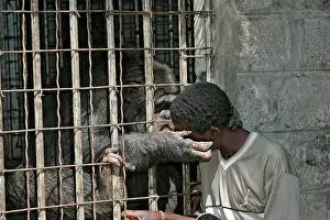 Rehabilitation: Chimpanzee - touching boy though cage bars