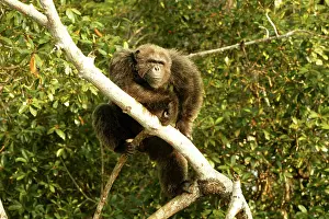 Apes: CHIMPANZEE - in tree