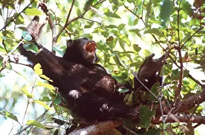 Canopy: CHIMPANZEE - in tree, calling