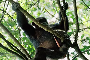 Urinating: Chimpanzee - urinating