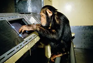 Anthropomorphic: CHIMPANZEE - using computer in laboratory