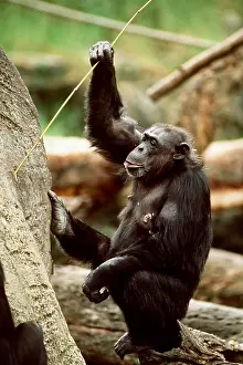 Intelligence: CHIMPANZEE - using stick to get jam from inside mound