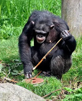 Retrieve: Chimpanzee using a stick to retrieve food from underground