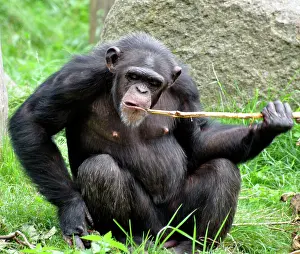 Retrieve: Chimpanzee using a stick to retrieve food from underground