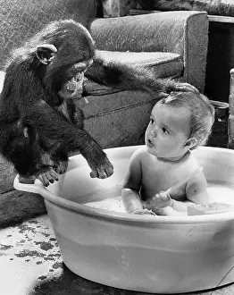 Vintage: Chimpanzee washes a child, England, Great Britain