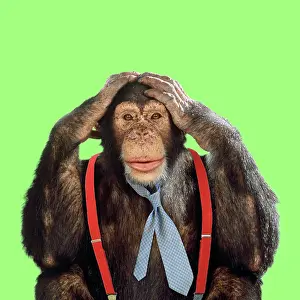 Ties: Chimpanzee - wearing tie and braces