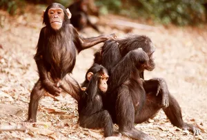 Scratching: CHIMPANZEE - x three, Fifi, Faustino, and Ferdinand