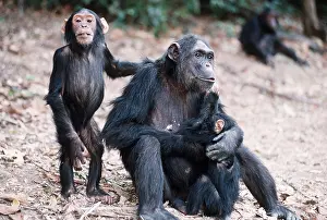 Chimp: Chimpanzee - x three, Fifi, Ferdinand and Faustino