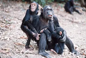 Chimp: CHIMPANZEE - x three, mother with two babies