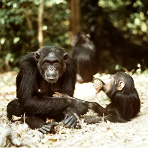 Ferdinand: CHIMPANZEE - x two, Fifi and one year old Ferdinand