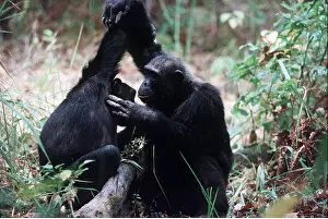 Chimp: CHIMPANZEE - x two, grooming each other