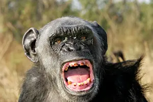 Nervous: Chimpanzee - yawning showing close-up of mouth