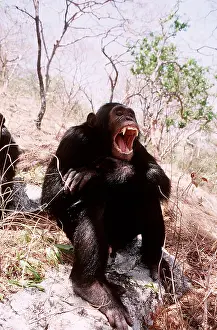 Chimp: CHIMPANZEE - yawning sixteen year old male