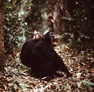 Twenty: CHIMPANZEE - yawning, twenty nine year old male