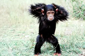 Anthropomorphic: Chimpanzee - young, with arms on head