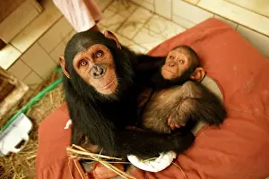 Orphan: CHIMPANZEE - with young Chimpanzee on bed at Orphanage