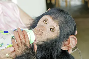 Keeper: Chimpanzee - young being fed keeper
