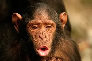 Hoot: CHIMPANZEE - young, pant-hoot / calling