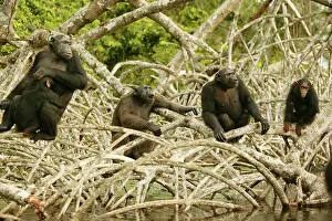 Troops: CHIMPANZEES