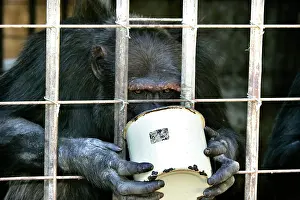 Rehabilitation: Chimpanzees - eating food in bucket through cage bars