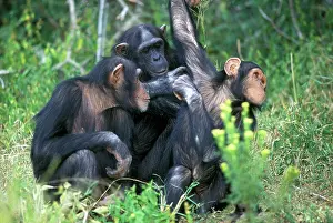 Troops: Chimpanzees - Grooming each other