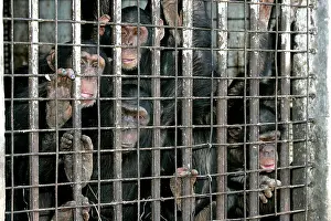 Rehabilitation: Chimpanzees - looking through bars of cage